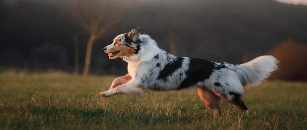 Merle Australian Shepherd running in grass for dog’s weight control