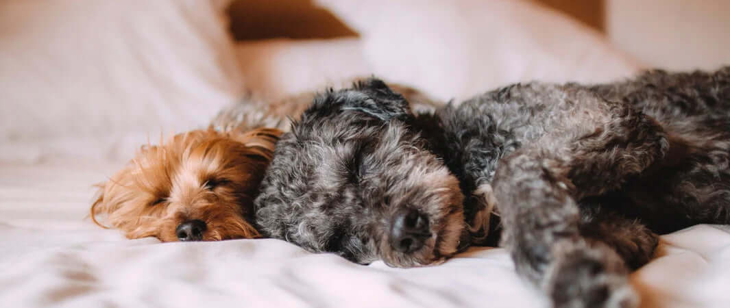 Grey poodle plush toy beside best calming treats for dogs