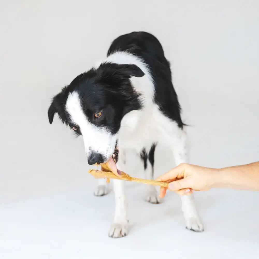 Playful border collie puppy with friendly nature chews bone toy