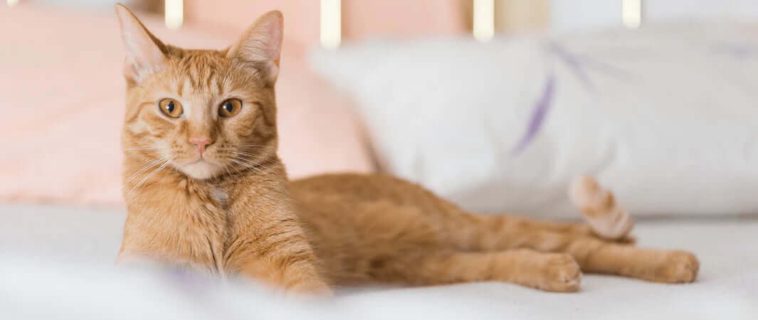 Orange tabby cat on white bedding with pink pillow during National Cat Health Month