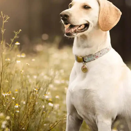 National Pet Dental Health Month - Labrador With Healthy Teeth - The Pets Larder Natural Pet Shop 