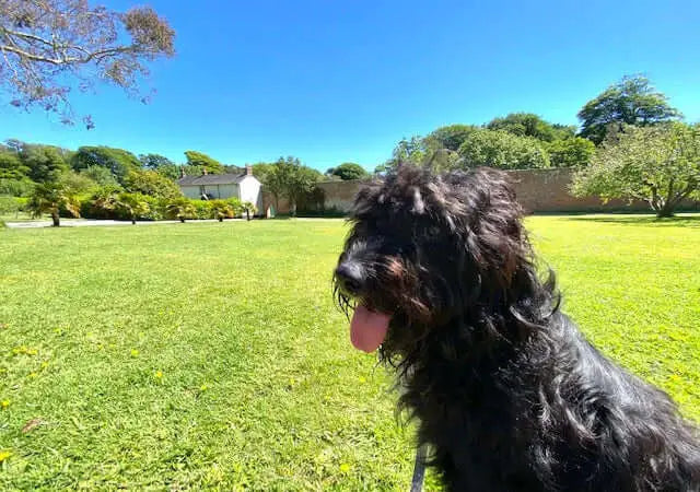 Black curly-haired dog at National Trust properties in Cornwall