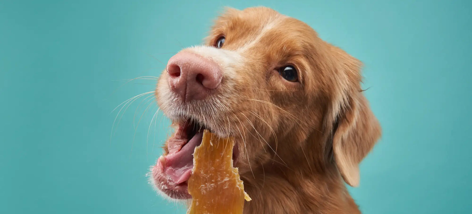 Durable plastic golden retriever bone toy as rawhide alternative