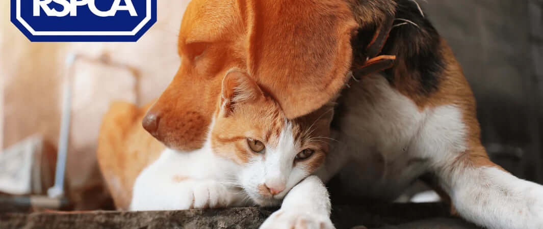 RSPCA Cornwall logo sticker on dark background for Pets Larder treat box