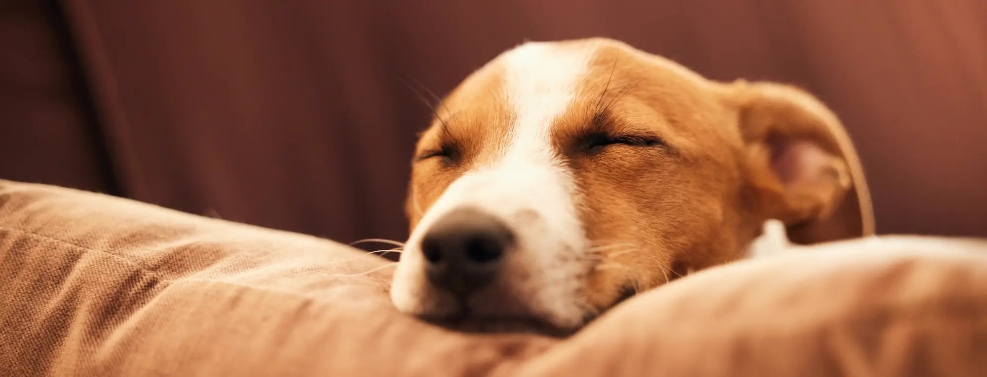 Cozy brown and white dog pillow for pet owners using Dorwest Scullcap and Valerian tablets