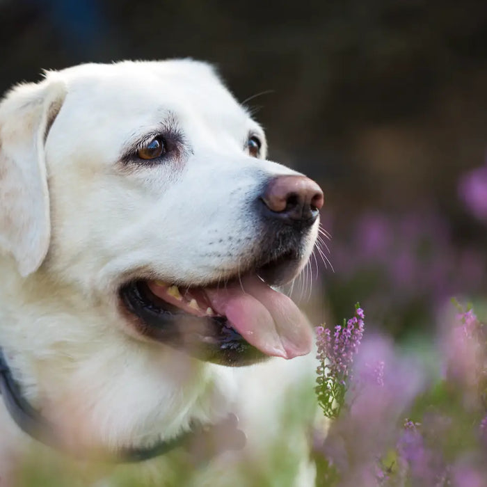 Natural Solutions for Pet Anxiety: How to Calm Your Dog Using Holistic Methods