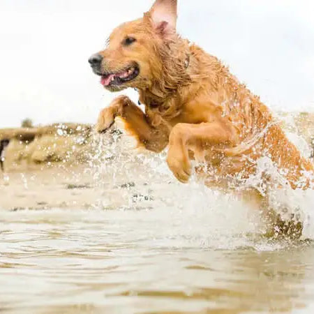 Our Favourite Fishy Treats for Dogs - Golden Dog Playing in the Ocean - The Pets Larder A Natural Pet Shop 