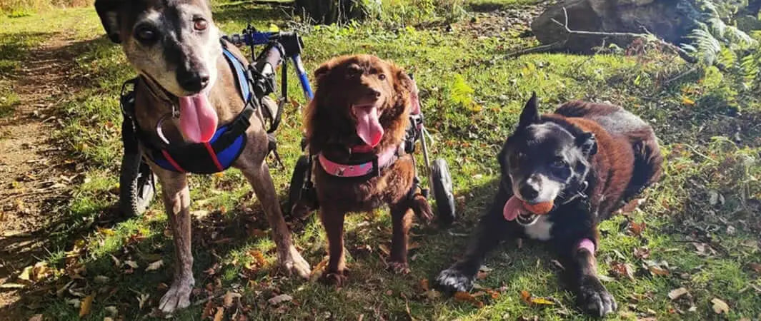 Three four-legged friends in colorful harnesses at Peppa’s Place