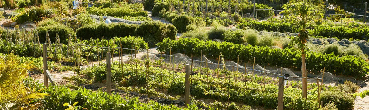Terraced vineyard in Falmouth Food Co-op community projects.