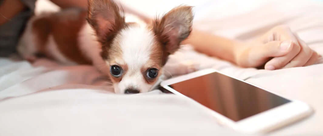 Sleek white iPhone with silver accents, better than dog food?