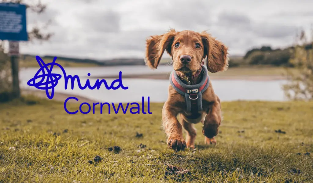 Stylish brown dog harness with black buckle and purple accents for Bark Run 2025.