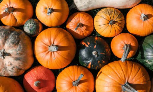 Vibrant pumpkin patch for dog dental sticks in natural orange hues