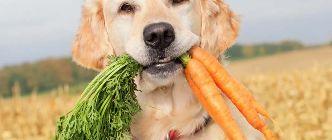 Golden retriever with carrots and greens in field, dog chews from pets larder