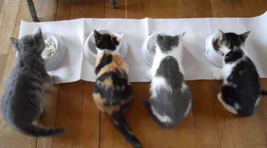 Four Clay County cats eating from bowls on white mat with gray edges