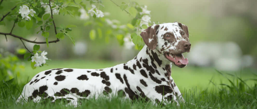 Black and white spotted Dalmatian enjoying novel protein sources on spring grass