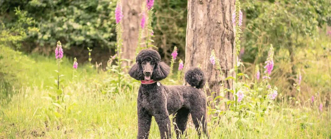 Black poodle with curly fur in grass, supporting dogs skin health