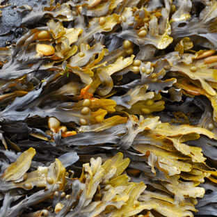 Super Seaweed: A Delight For Dogs - The Pets Larder Natural Pet Shop 