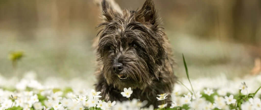 Black cairn terrier with shaggy fur and pointed ears in spring prep.