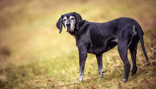 Black senior dog standing in a grass field during cold weather