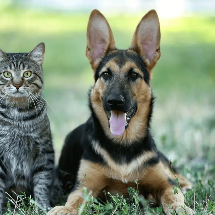 Stress Awareness Month 2022: Pets and Stress - Stress Free Dog an Cat Together - The Pets Larder Natural Pet Shop 