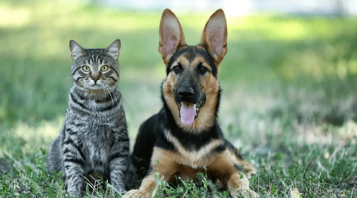 Tabby cat with black and brown fur on grass during Stress Awareness Month