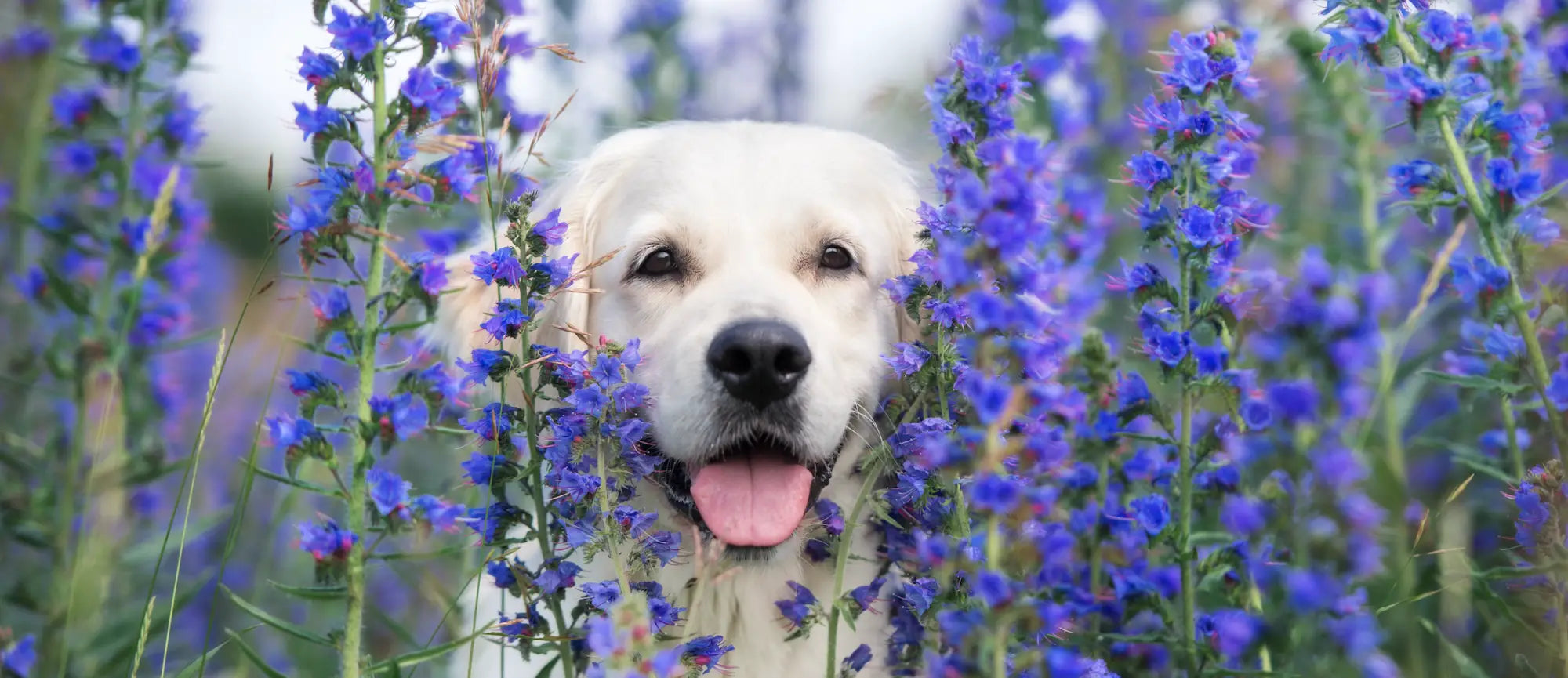 Yellow labrador puppy in purple flowers with Soopa dog treats
