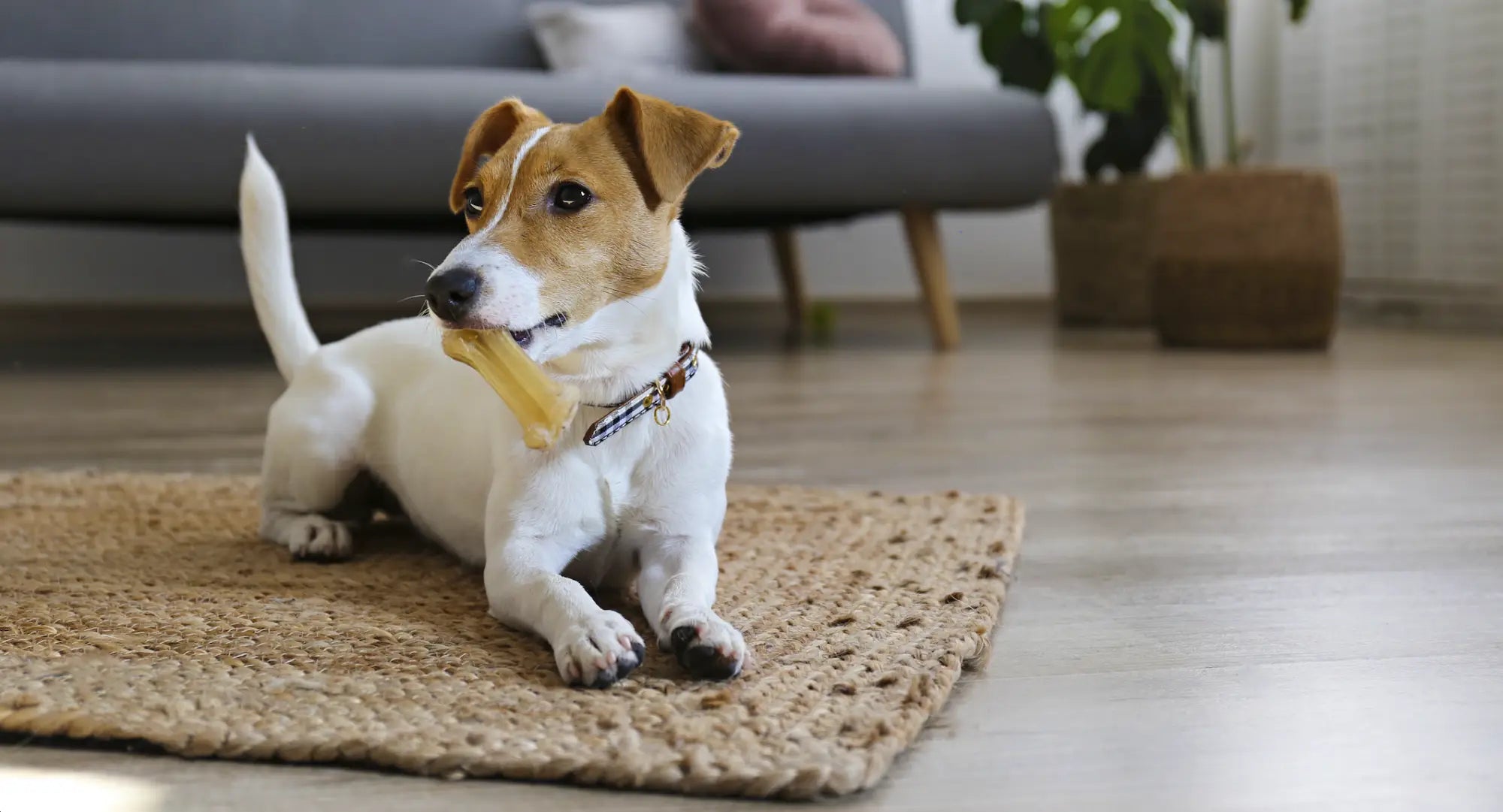 Bone-shaped dog chew toy for canine mental health and emotional wellbeing