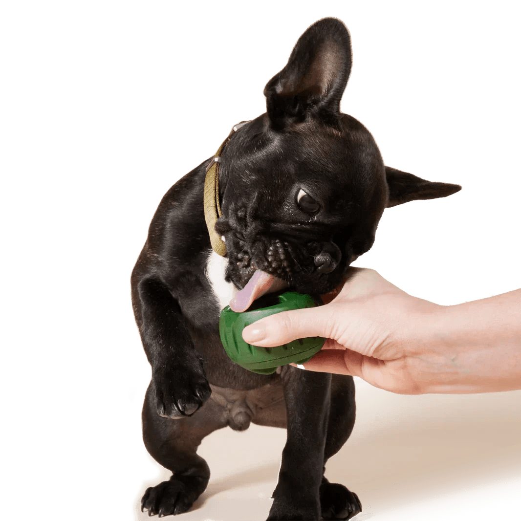 Sustainable green rubber dog toy for pet care, textured for grip.