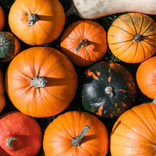 The Benefits of Pumpkin in Your Dog's Diet - The Pets Larder Natural Pet Shop 