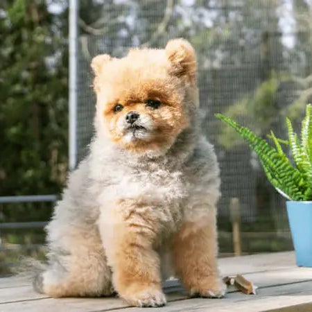 The Best Food for Small Dog Breeds - Small Breed Pomeranian sitting on a Wooden Table