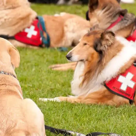 The Hero Dogs Helping to Save Lives - The Pets Larder A Natural Pet Shop 