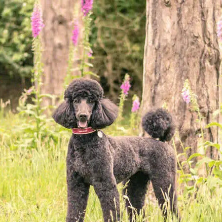 The Importance of your Dog's Skin and Coat - Well groomed Poodle With Spectacular Coat