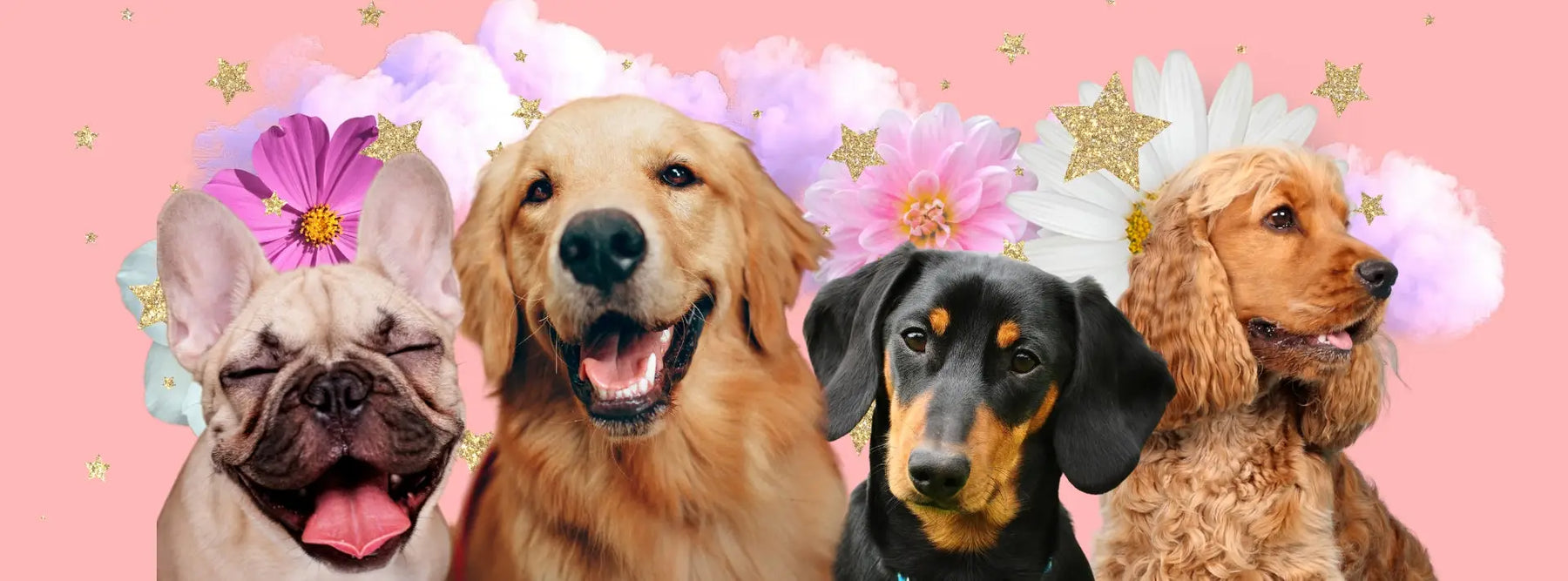 The Most Popular Dog Breeds in the UK 2024: A Guide to Britain’s Best-Loved Pooches