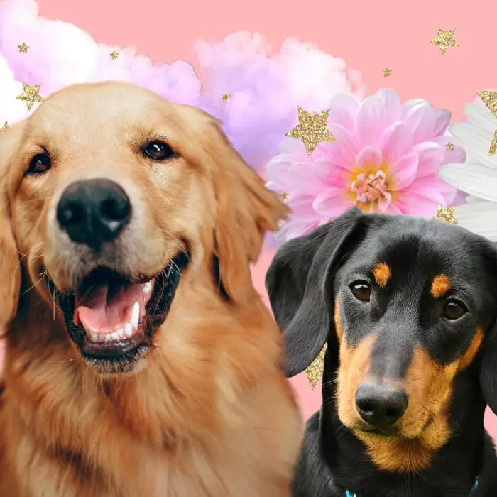 The Most Popular Dog Breeds in the UK 2024: A Guide to Britain’s Best-Loved Pooches