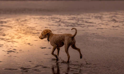 Golden retriever walking on beach at sunset with orbiloc safety lights