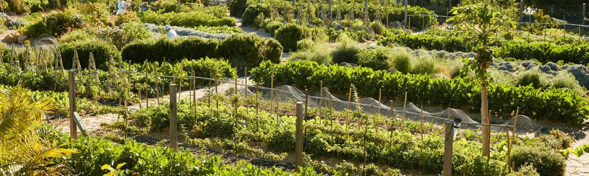 Terraced vineyard in Falmouth Food Co-op community projects.