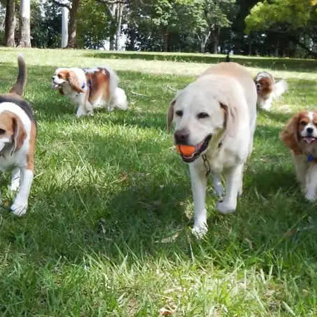 The Ten Most Popular Dog Breeds in the UK - The Pets Larder A Natural Pet Shop 