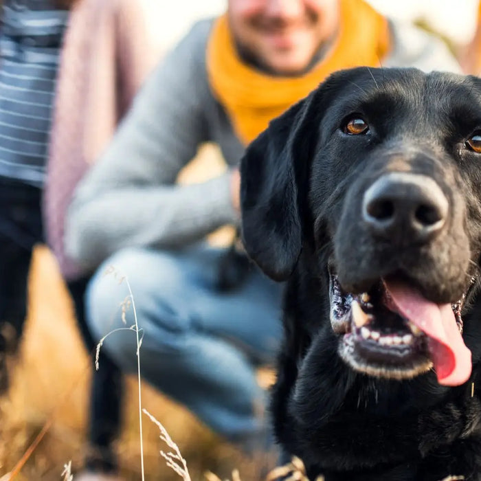 The Ultimate Guide to Healthy Dog Treats: How to Keep Your Dog Happy & Healthy