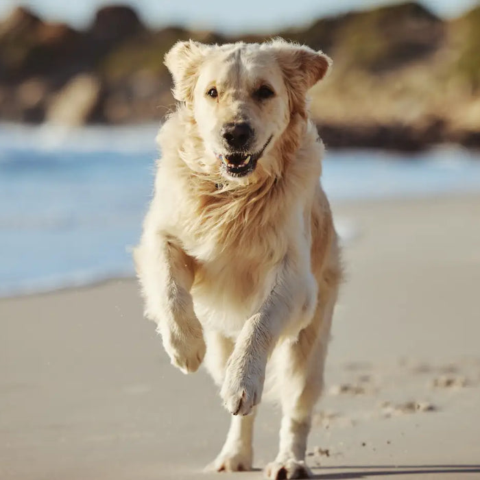 Top 10 Dog-Friendly Beaches in Cornwall