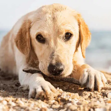 Top Ten Beach Trip Essentials for Your Dogs - Puppy Chewing Stick on the Beach - The Pets Larder Natural Pet Shop 