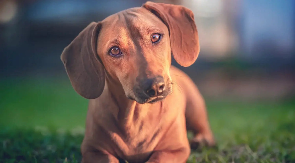 Attentive dachshund shows canine body language with floppy ear position on grass