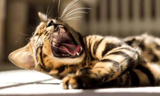 Bengal cat yawning, revealing cat’s teeth in dental care focus