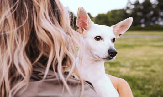 Blonde woman holds white dog with black nose and ears to ease separation anxiety