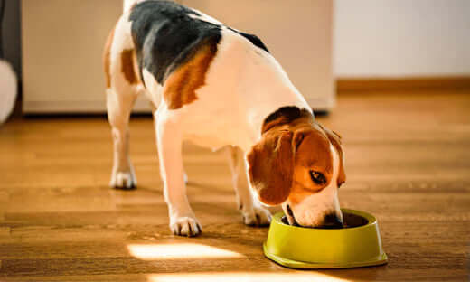 Beagle eating from green ceramic dog bowl in pet food allergy article