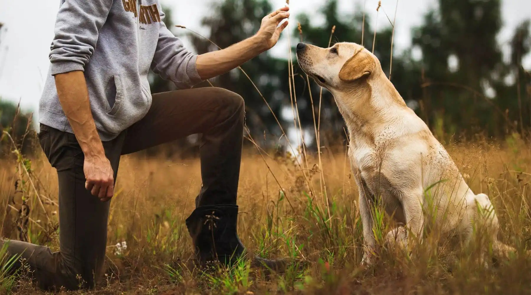 Unlock Your Dog’s Potential: Training & Behaviour Essentials