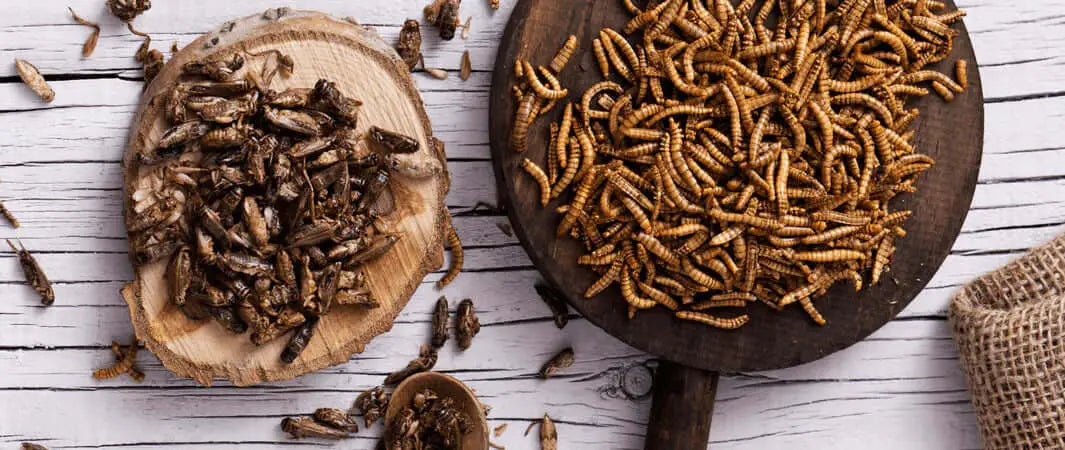 Rustic wooden tray of dried mealworms for insect protein in Wild’s eco-insect bakes