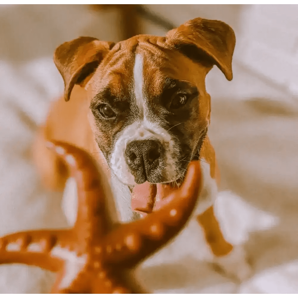 Vegan dog treats — what to look for and what actually works