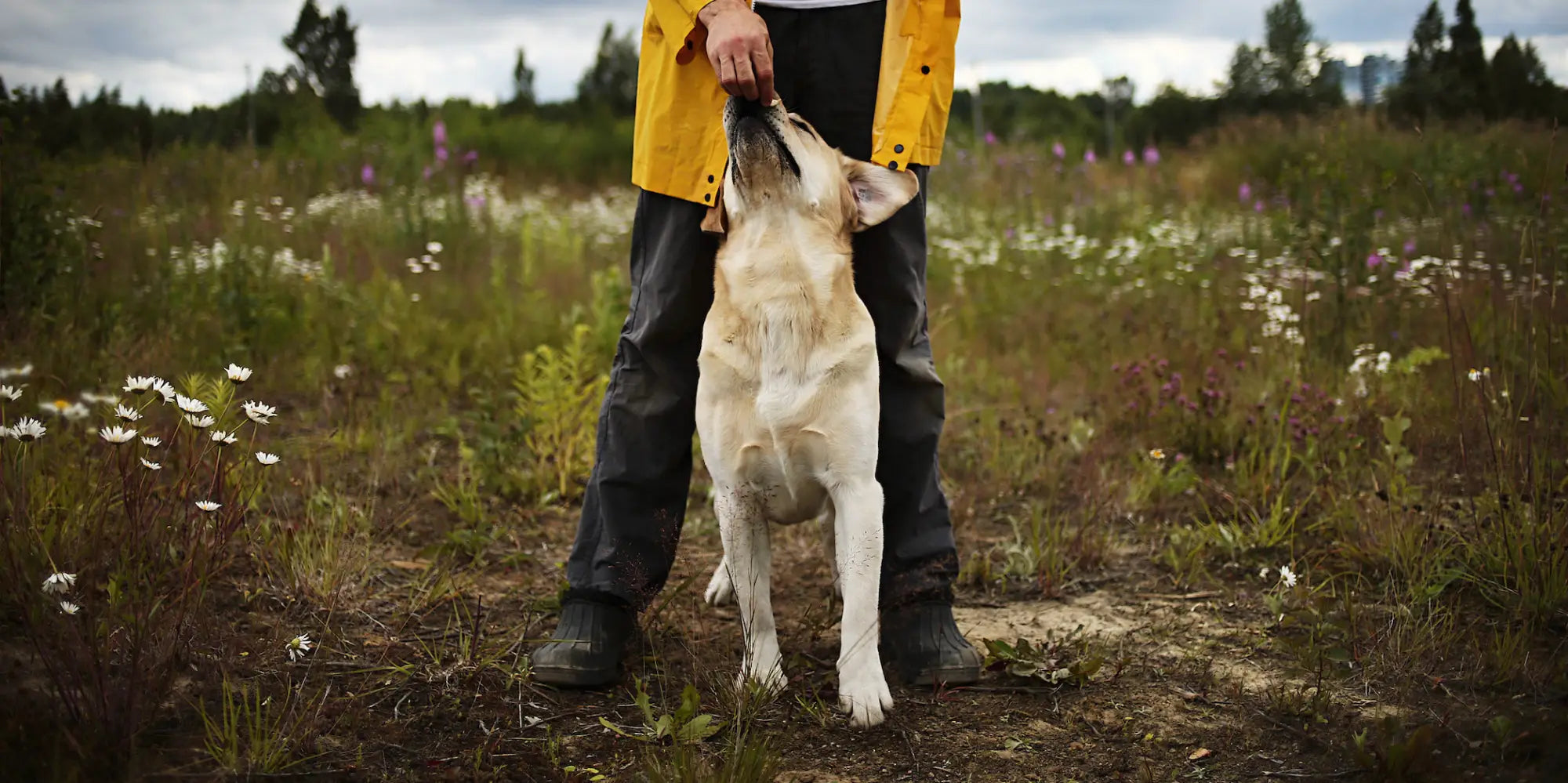Yellow raincoat and black boots with virtual dog in training session