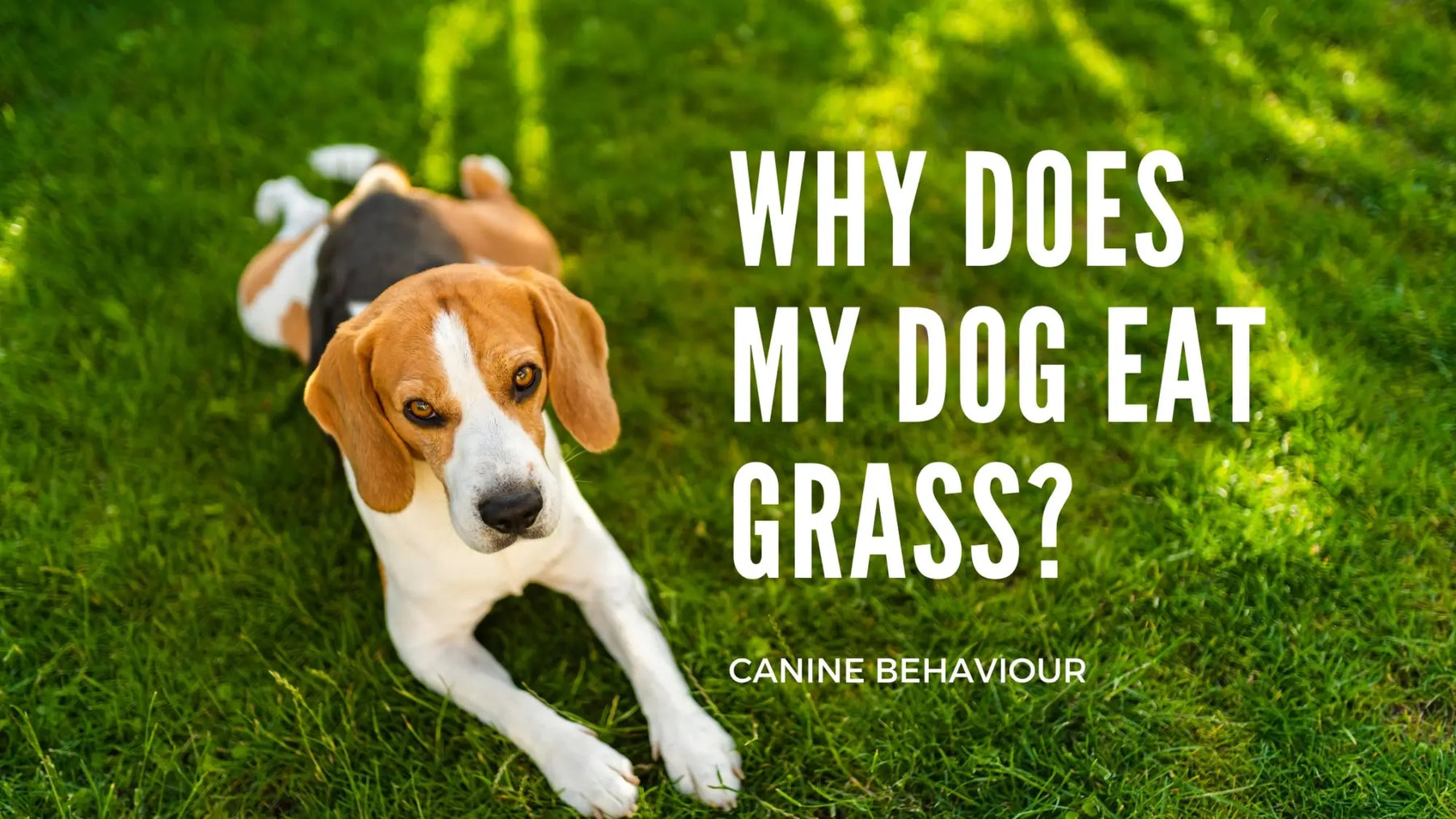 Why Do Dogs Eat Grass and What to Do: Understanding This Common Canine Behavior