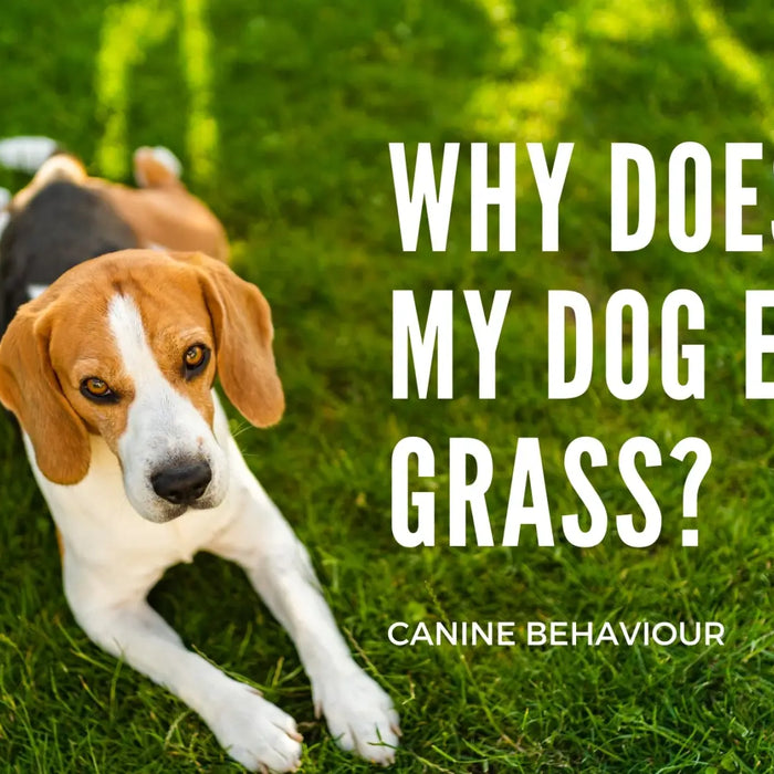 Why Do Dogs Eat Grass and What to Do: Understanding This Common Canine Behavior